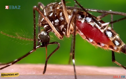 هل ينجذب البعوض لأنواع دم معينة؟ إليك الإجابة