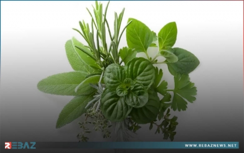 18 نوعاً من الخضار الورقية والأعشاب المليئة بالفوائد الصحية