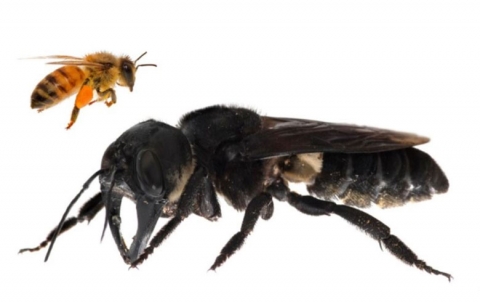 العثور على النحلة العملاقة