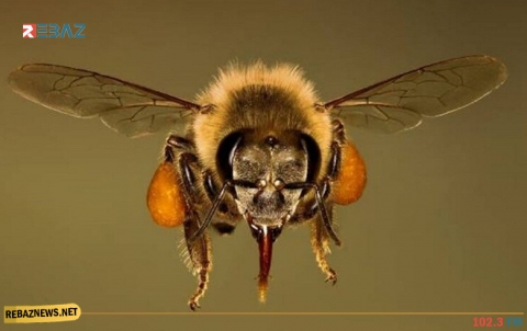 تدريب النحل على اكتشاف المتفجرات بدلاً من الكلاب