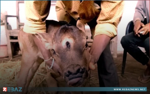 ولادة نادرة وغريبة لعجل في الهند