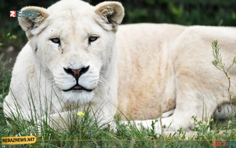 بعدما أنقذها في الماضي... لبؤة غدارة تقتل مربي أسود أمام زوجته