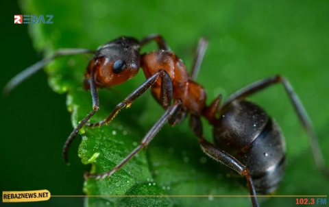 العلماء يدرسون إمكانية التخلص من 