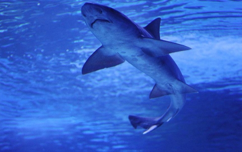 أجهزة لتتبع أسماك القرش في مصر