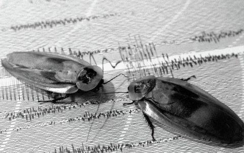 طرق للتخلص من الصراصير في المطبخ