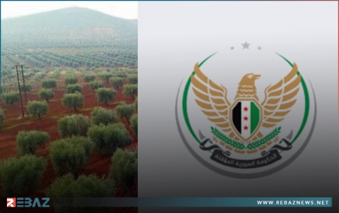  الحكومة السورية المؤقتة: حماية بساتين الزيتون في عفرين تشكل أولوية