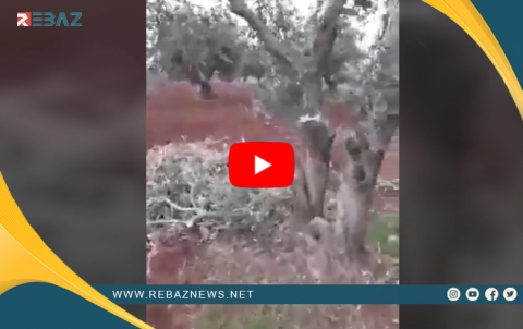 Birîna bêserûber ziyan gihandiye bêtir ji 300 darên zeytûnan li Efrînê