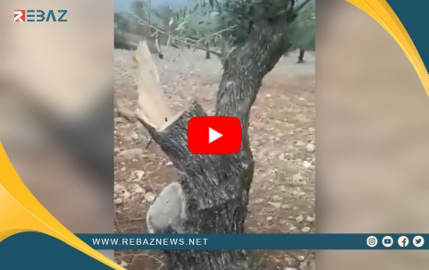 Efrîn.. Girûpên Çekdar 800 darên zeytûnan birîn