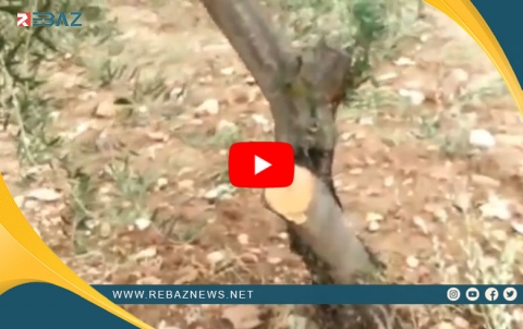 Efrîn.. Girûpên çekdar hejmarek darên zeytûnan li gundê Meydankê birîn