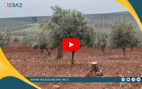 Efrîn.. Nêzîkî 200 darên zeytûn û behîvan hatine birîn