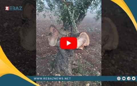 Efrîn.. Çedkaran li gundê Keferşîlê bi dehan dar birîn