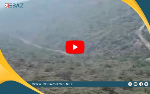 Birîna daran yek ji daristanên Efrînê kiriye biyaban
