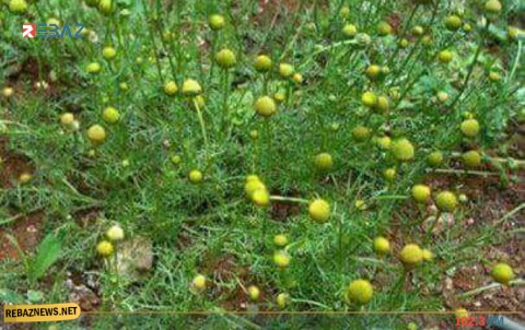 عشبة هامّة ومفيدة للتخلص من القلق والتوتر خلال حجركم المنزلي الإجباري