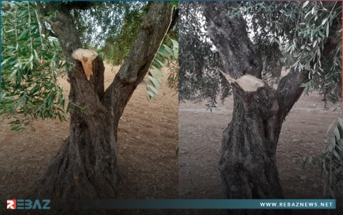عفرين.. مسلحو فيلق الشام يقتلعون عدداً من أشجار الزيتون لكورديّ إيزيدي