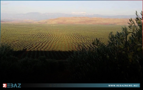 مضايقات وإتاوات على الفلاحين وأصحاب المعاصر في عفرين