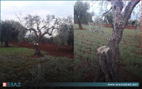 مسـ.ـلحو الحمزات يقتطعون العشرات من الأشجار المثمرة في عفرين