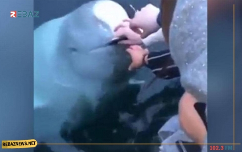 بالفيديو.. حوت يعيد هاتفاً لسياح بعد سقوطه في الماء