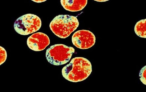 خطر يهدد بتدمير مناعة البشر