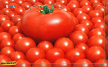 تناول الطماطم يخفض خطر تطور سرطان الجلد