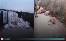 عفرين.. حادث سير يتسبب بنفوق عدد من الأغنام