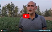 الفلاح أحمد كرتى ينقل تجرتبته في زرع خضار معروفة في كوردستان سوريا نادرة الوجود بإقليم كوردستان