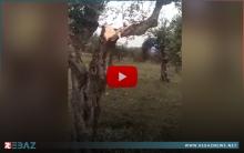 استمرار انتهاكات الفصائل المسلحة في عفرين