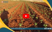 ريف الدرباسية.. الاضرار تطال المحاصيل الصيفية جراء قطع PYD للمازوت عن الفلاحين