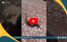 فيلق الشام يستولي على 300 شجرة زيتون لامرأة كوردية في عفرين